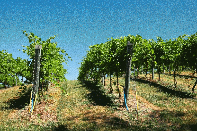 Im Oktober wenn die Trauben reifen  . . . Erstklassiges Weingut zu verkaufen