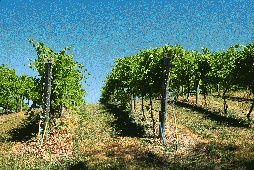 Im Oktober wenn die Trauben reifen  . . . Erstklassiges Weingut zu verkaufen Gesuch 40044 Bild 1