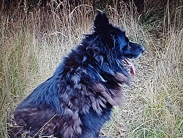 Ein Deutscher Schäferhund in Polen sucht seinen Besitzer oder ein neues Zuhause. Sein Zustand ist tragisch.