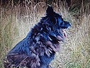 Ein Deutscher Schäferhund in Polen sucht seinen Besitzer oder ein neues Zuhause. Sein Zustand ist tragisch.