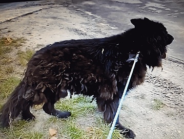 Ein Deutscher Schäferhund in Polen sucht seinen Besitzer oder ein neues Zuhause. Sein Zustand ist tragisch.